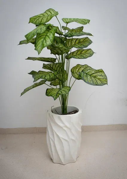 Planta calathea leopardina 105cm