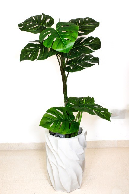 Monstera garra de león 110cm altura