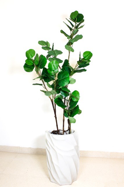 Árbol coccoloba 120cm