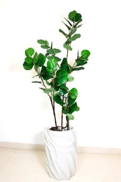 Árbol coccoloba 120cm
