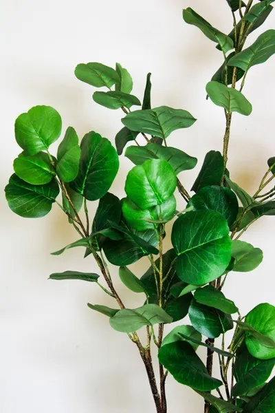 Árbol coccoloba 120cm