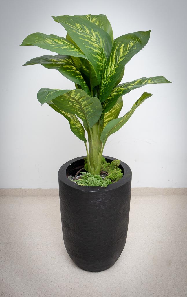 Planta dieffenbachia aurora 110cm