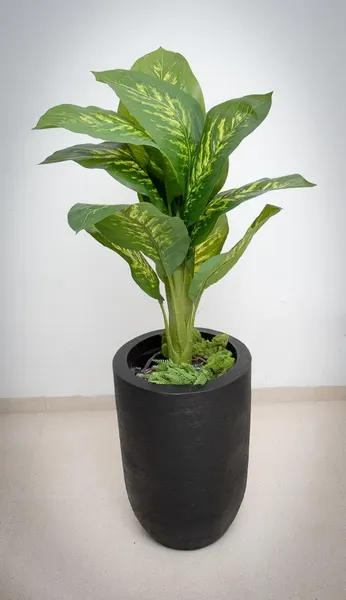 Planta dieffenbachia aurora 110cm