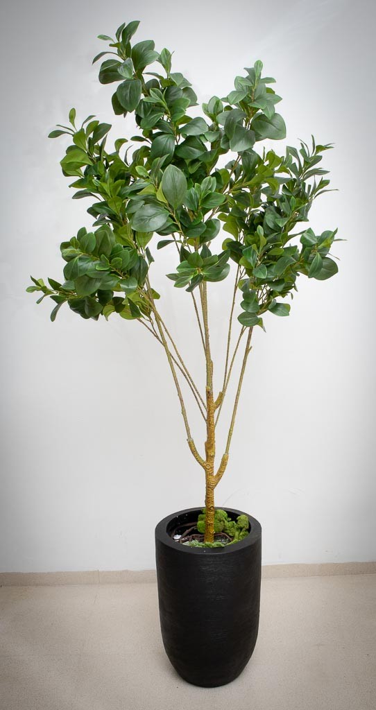 Arbol de higo 190cm