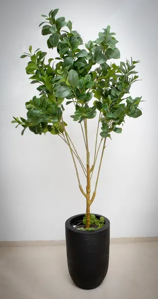 Arbol de higo 190cm