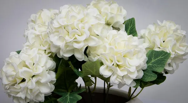 Ramo de crisantemo blanco 7 flores