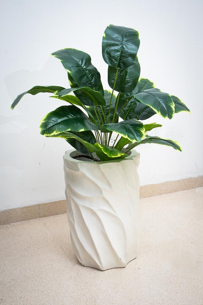 Planta banana 60cm largo
