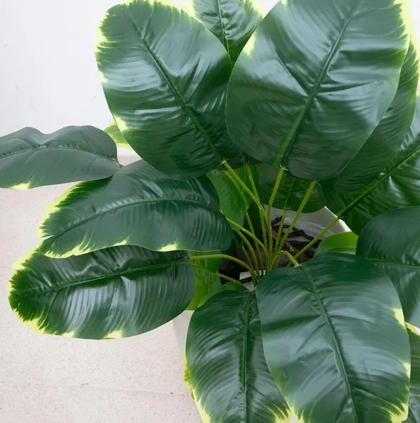 Planta banana 60cm largo