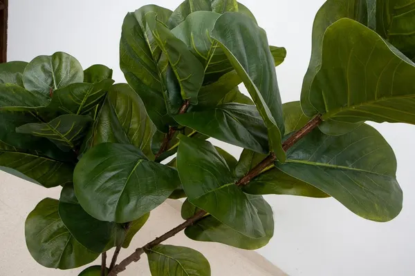 Árbol pandurata 140cm altura
