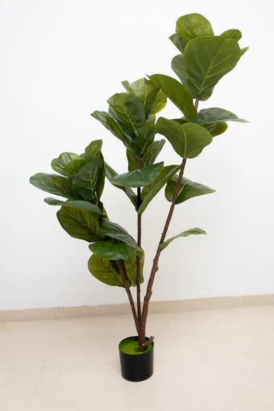 Árbol pandurata 140cm altura