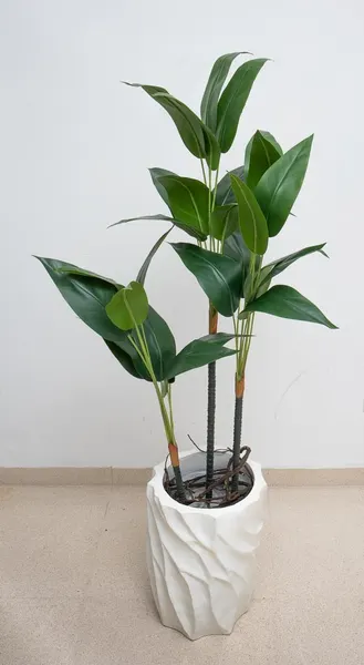 Planta cuna con 3 varas de hojas 120cm