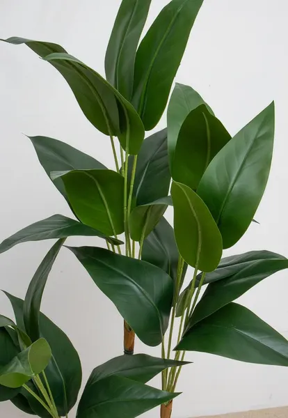 Planta cuna con 3 varas de hojas 120cm