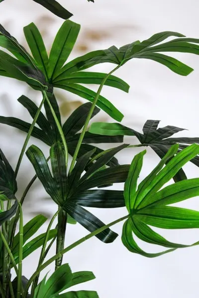Raphis 180cm altura