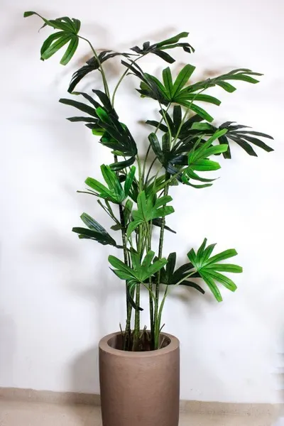 Raphis 180cm altura