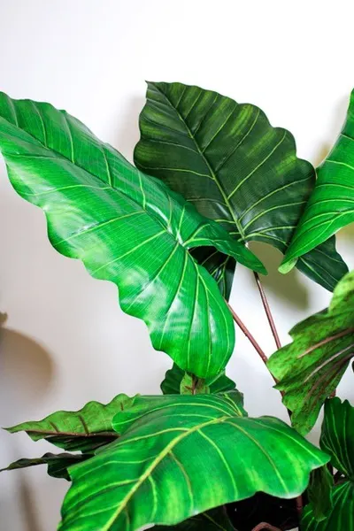 Planta colocasia 110cm