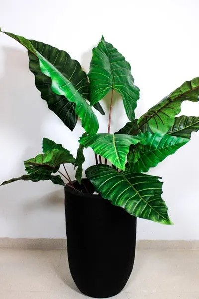 Planta colocasia 110cm
