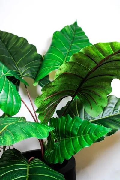 Planta colocasia 110cm