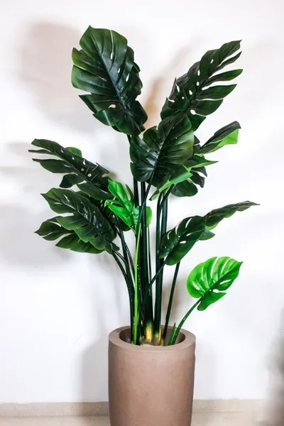 Monstera de 150cm altura