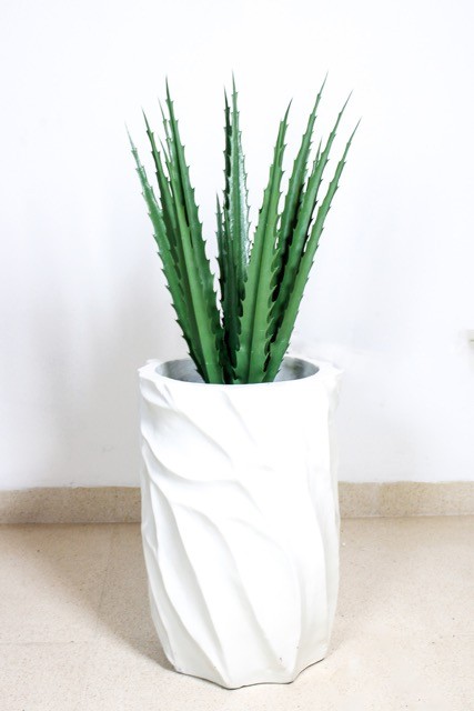 Agave con protección UV 70cm