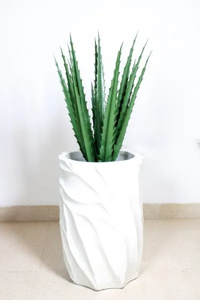 Agave con protección UV 70cm