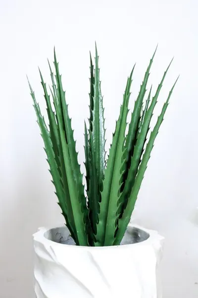 Agave con protección UV 70cm