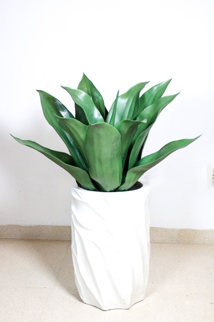 Maguey con protección UV 60cm