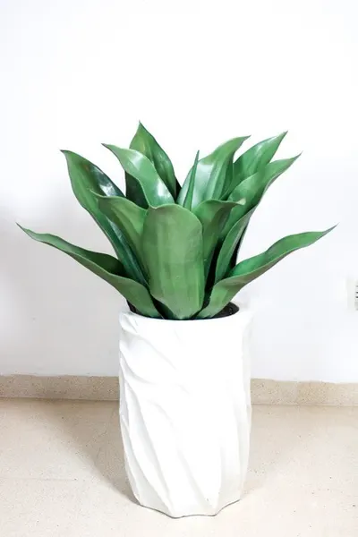 Maguey con protección UV 60cm