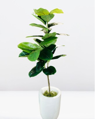 Planta de hule 160cm (sin maceta)