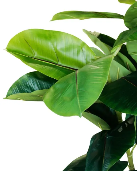 Planta de hule 160cm (sin maceta)