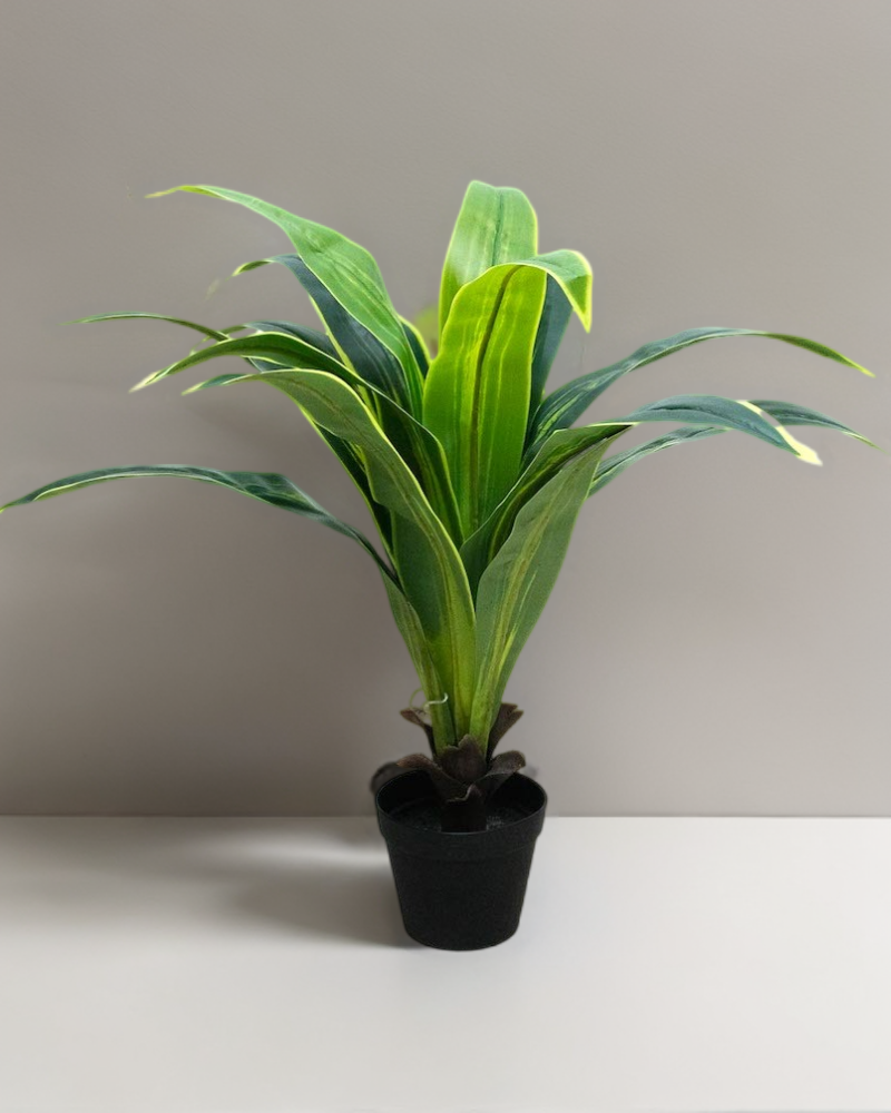 Dracaena 80 cm de altura