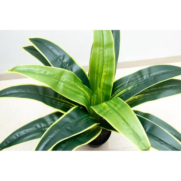 Dracaena 80 cm de altura