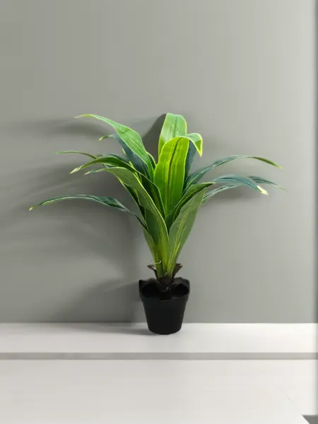 Dracaena 80 cm de altura