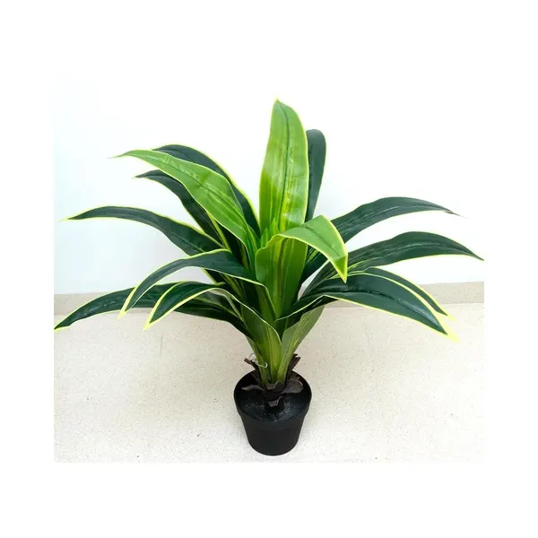 Dracaena 80 cm de altura
