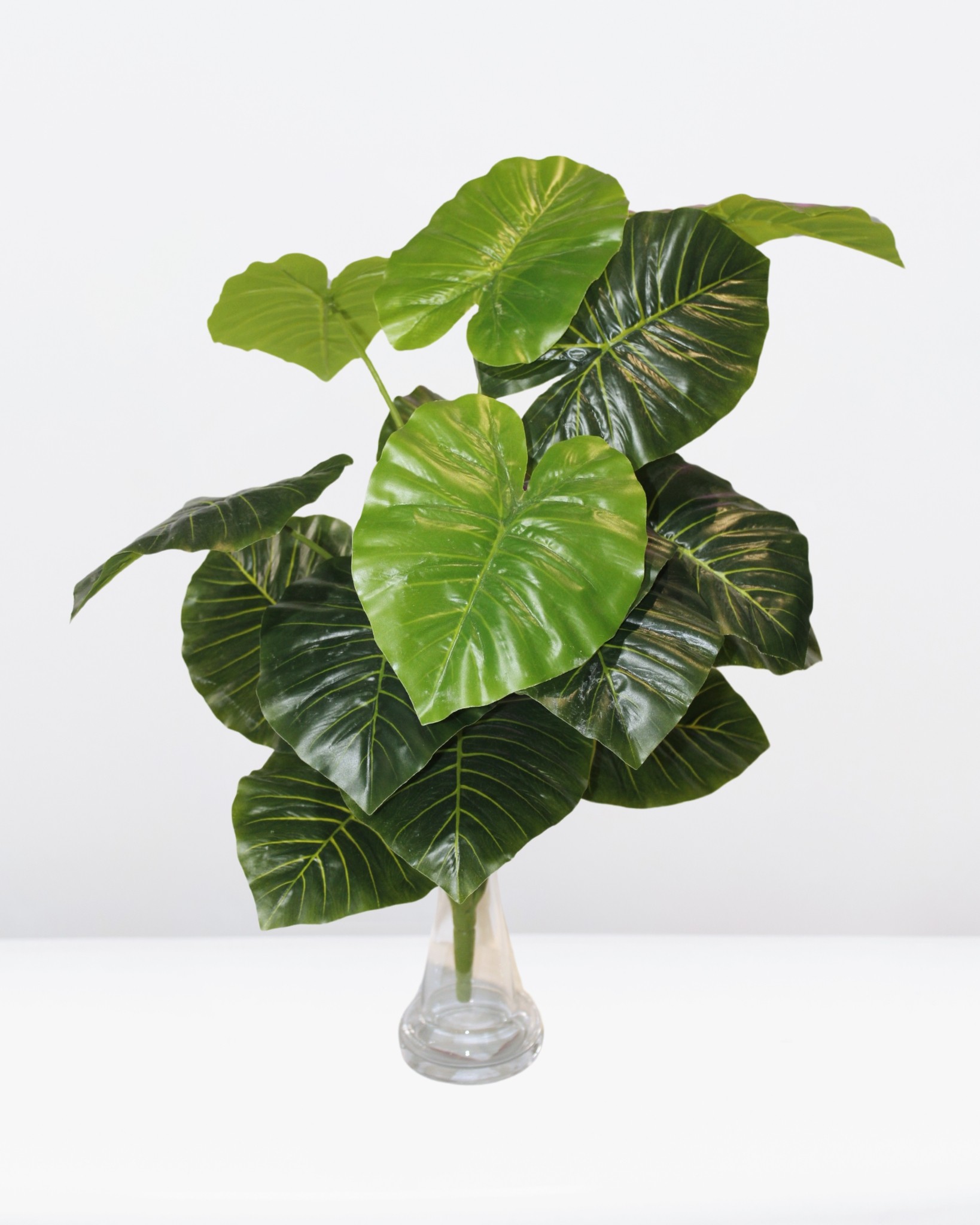 Planta hoja tarot 65cm altura