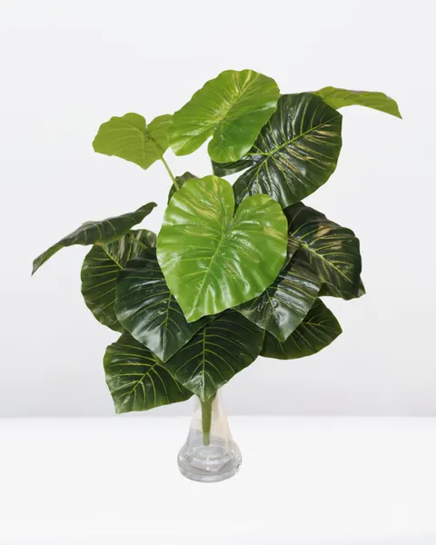 Planta hoja tarot 65cm altura