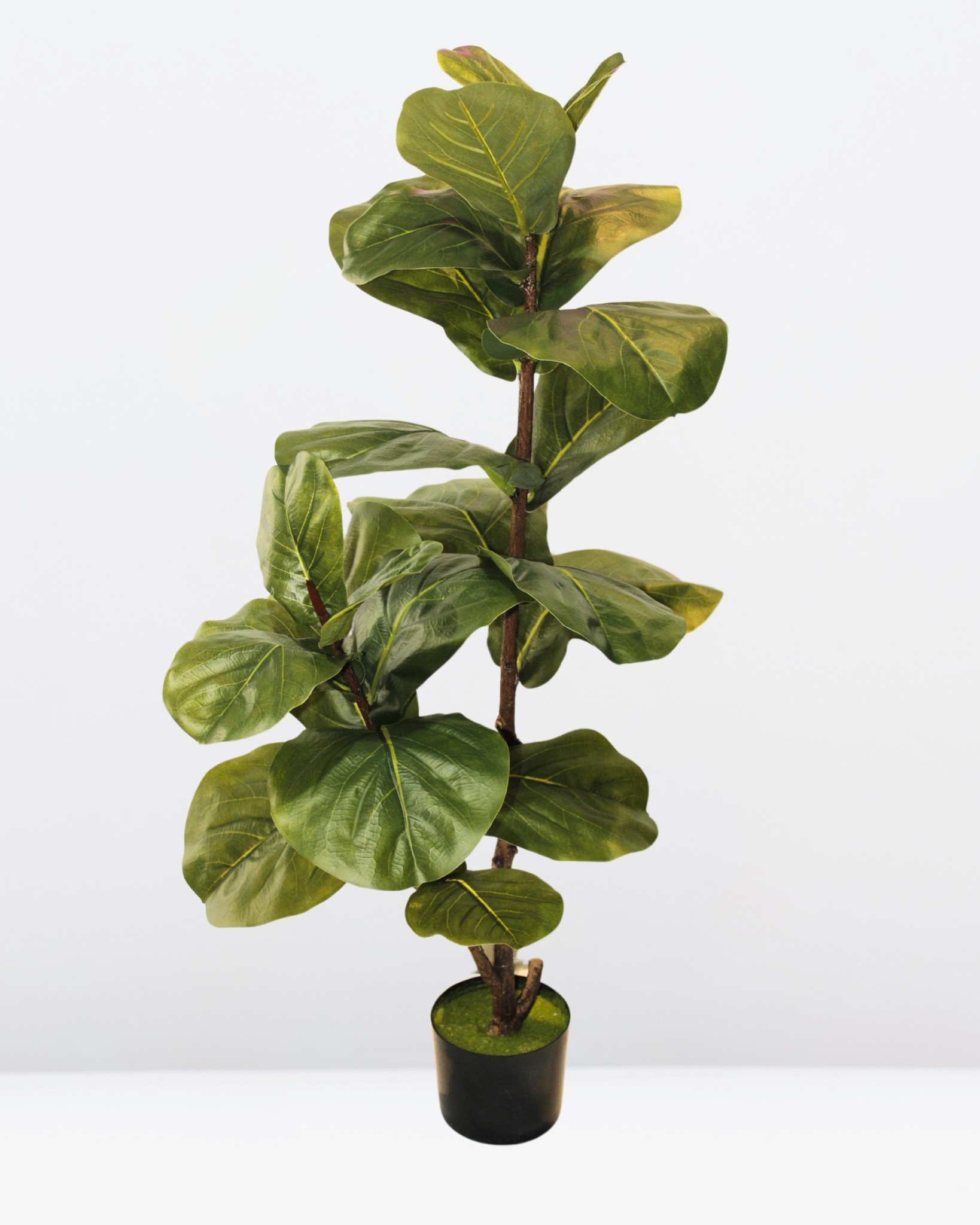Pandurata 110cm altura