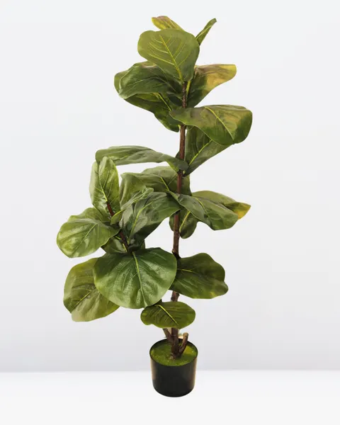 Pandurata 110cm altura