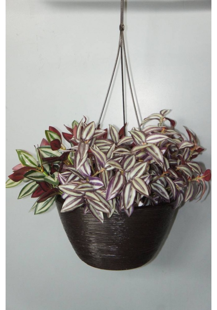 Maceta colgante chocolate polietileno 14cm altura