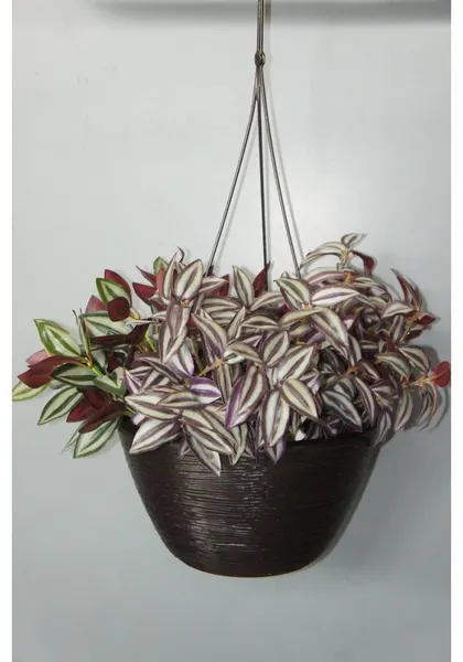 Maceta colgante chocolate polietileno 14cm altura