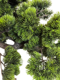 Arbol bonsai