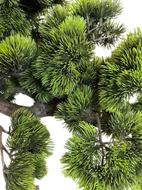 Arbol bonsai