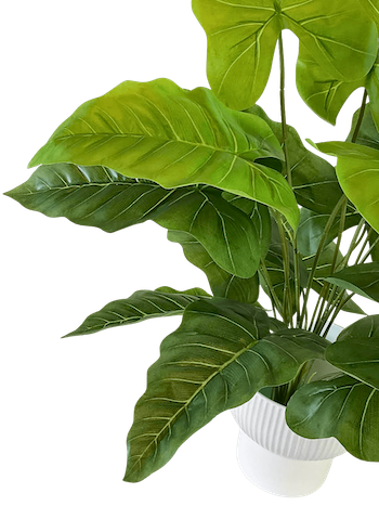 Planta Hoja Elegante Puntiaguda 65 cm