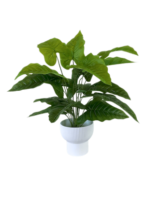 Planta Hoja Elegante Puntiaguda 65 cm