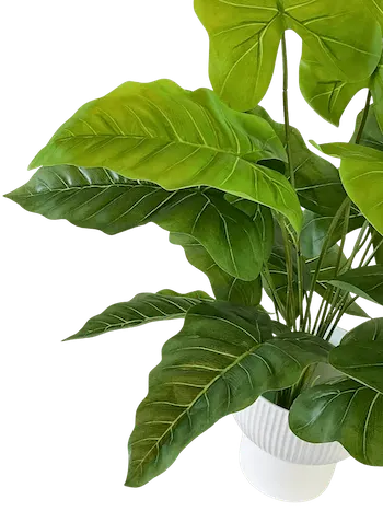 Planta Hoja Elegante Puntiaguda 65 cm