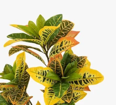 Arbol crotos 140cm