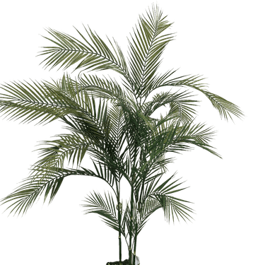 Palma Areca 170cm altura