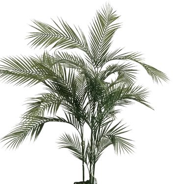 Palma Areca 170cm altura