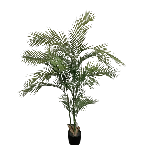 Palma Areca 170cm altura