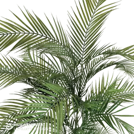 Palma Areca 170cm altura