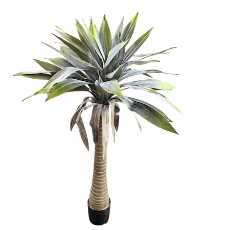 Yuca 140cm de altura